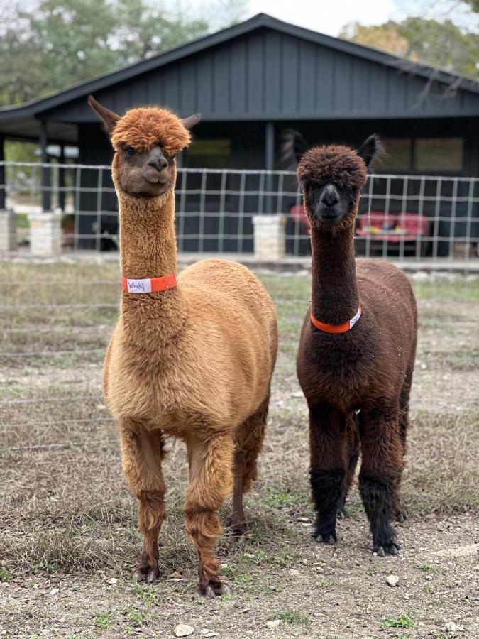 Relaxing Alpaca Ranch Mins From Downtown Wimberleyヴィラ エクステリア 写真